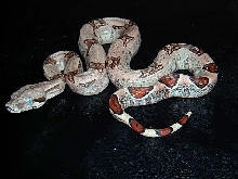 female jungle 5