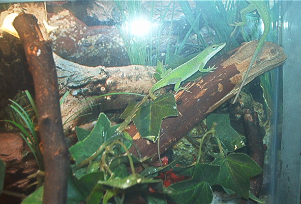 New female anole