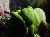 Green tree python