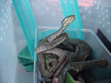amazon tree boa