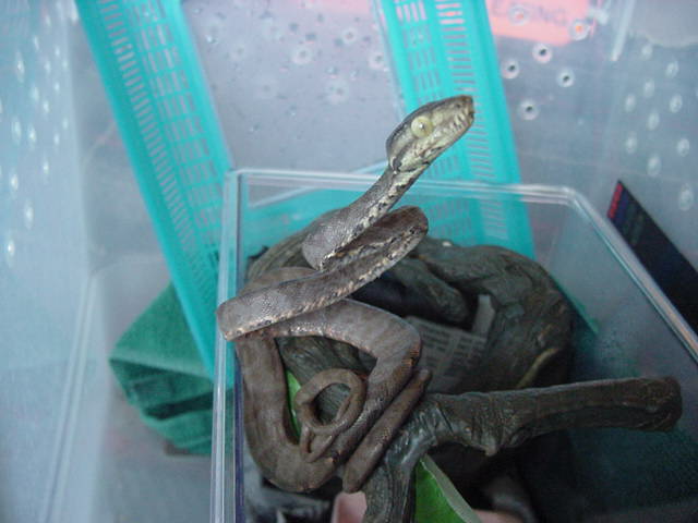 amazon tree boa