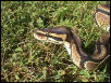 ball python