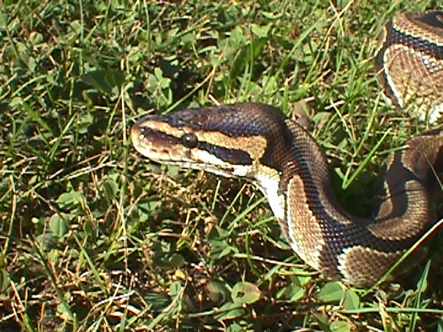 ball python
