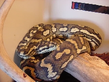 Jungle Carpet Python
