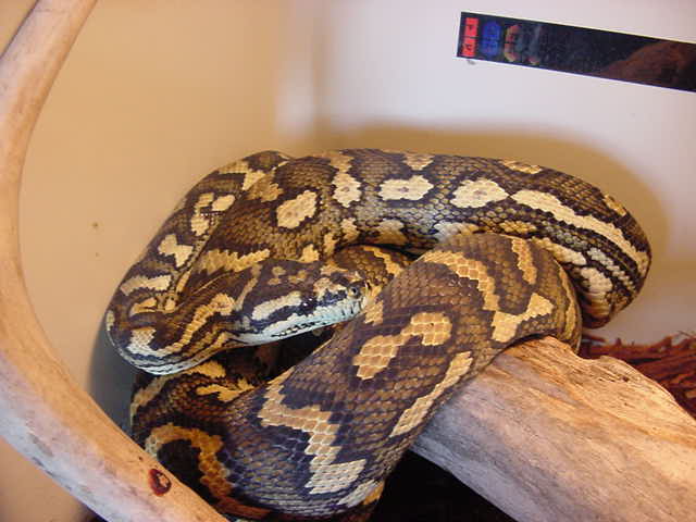 Jungle Carpet Python
