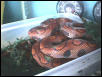 rainbow boa