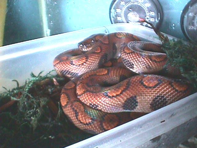 rainbow boa
