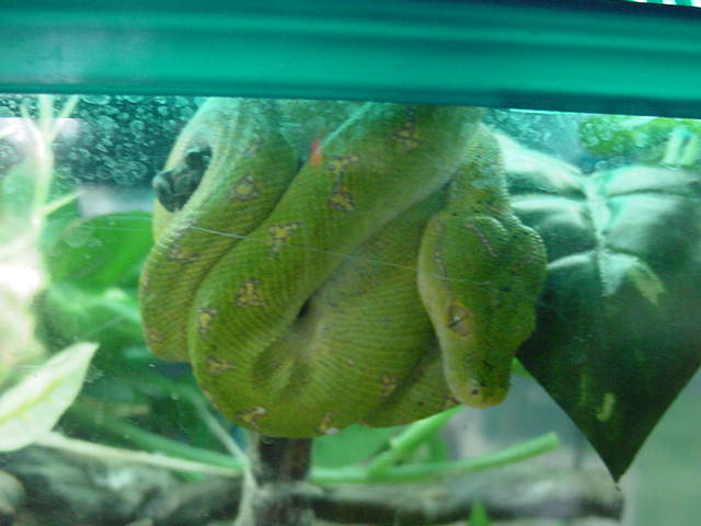 green tree python