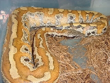 blood python