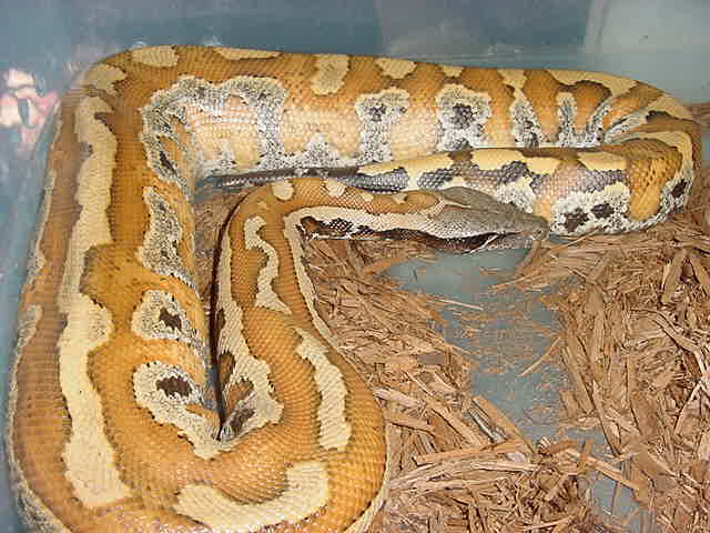 blood python