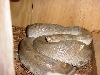 patternless burm