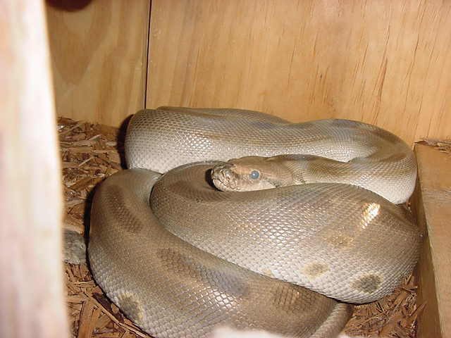 patternless burm