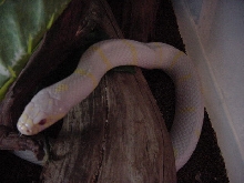 Albino kingsnake