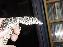 baby nile