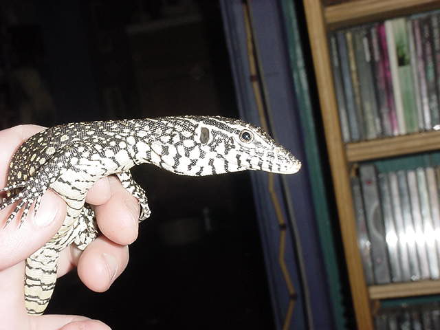 baby nile