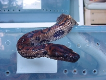 Rainbow boa