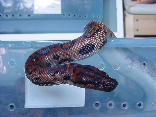 Rainbow boa
