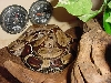 Suriname red tail