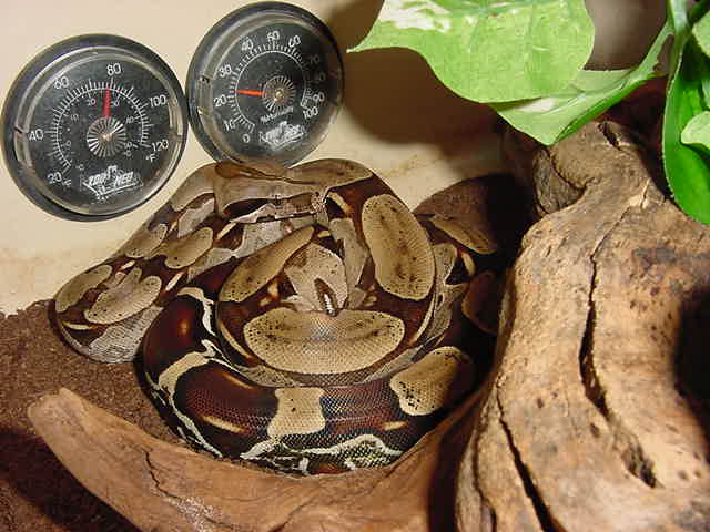 Suriname red tail