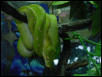 Green tree python