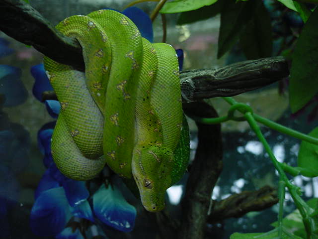 Green tree python