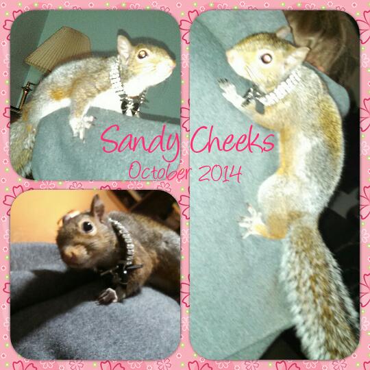 Sandy Cheeks the squirrel