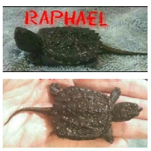 Baby snapping turtle "Raphael"