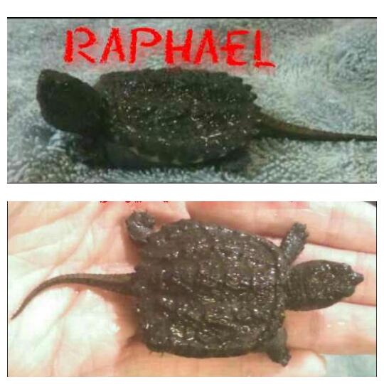Baby snapping turtle "Raphael"