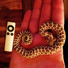 Male Western Hognose