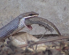 Psammophis?