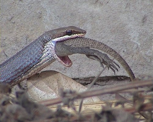 Psammophis?