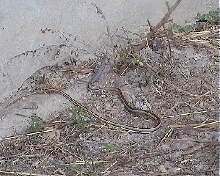 Psammophis?