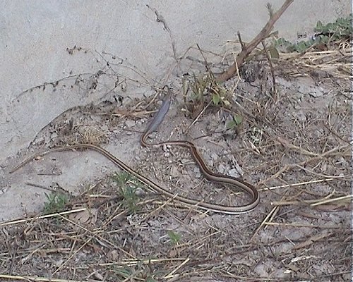 Psammophis?
