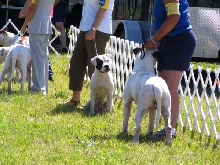 Grantville Show