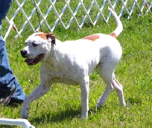 Grantville Show