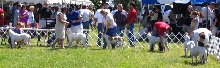 Grantville Show