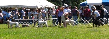Grantville Show