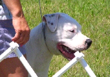 Grantville Show
