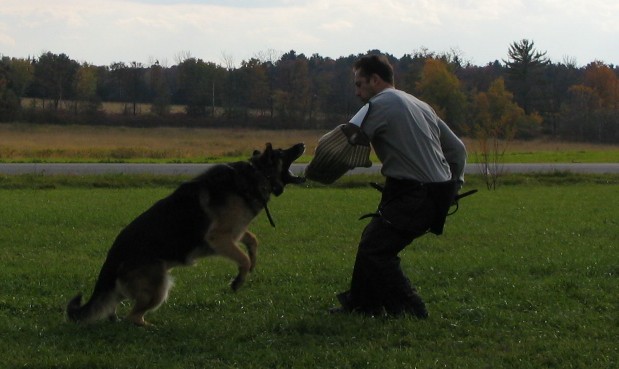 Trooper Schutzhund