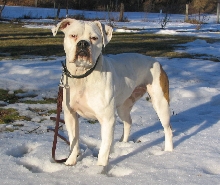Sophie in the Yard