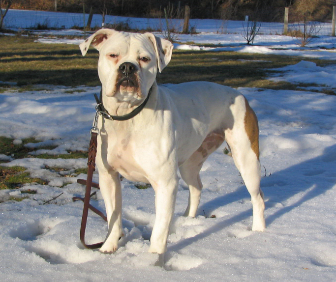 Sophie in the Yard