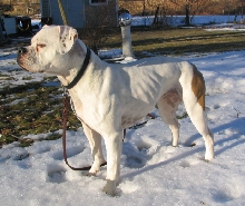 Sophie in the Yard