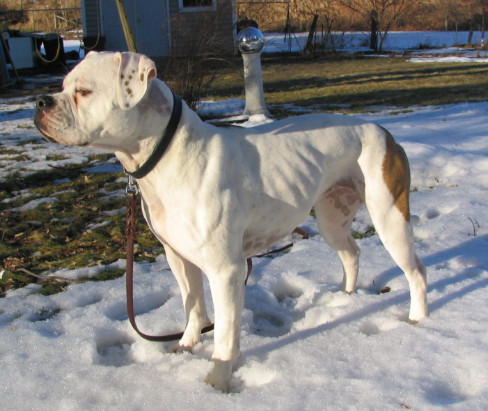 Sophie in the Yard