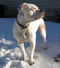 Sophie in the Yard