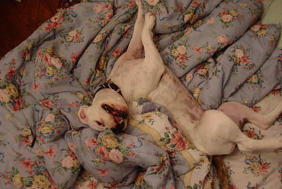 Lounging in Style