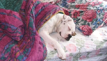 Bed Hog