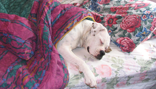 Bed Hog