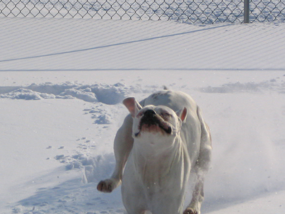 As Graceful as they Come