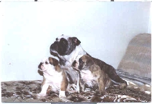 Linchy   Puppies