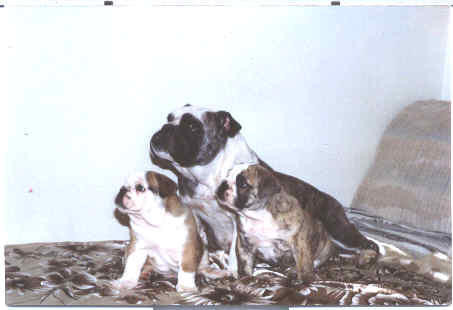 Linchy   Puppies